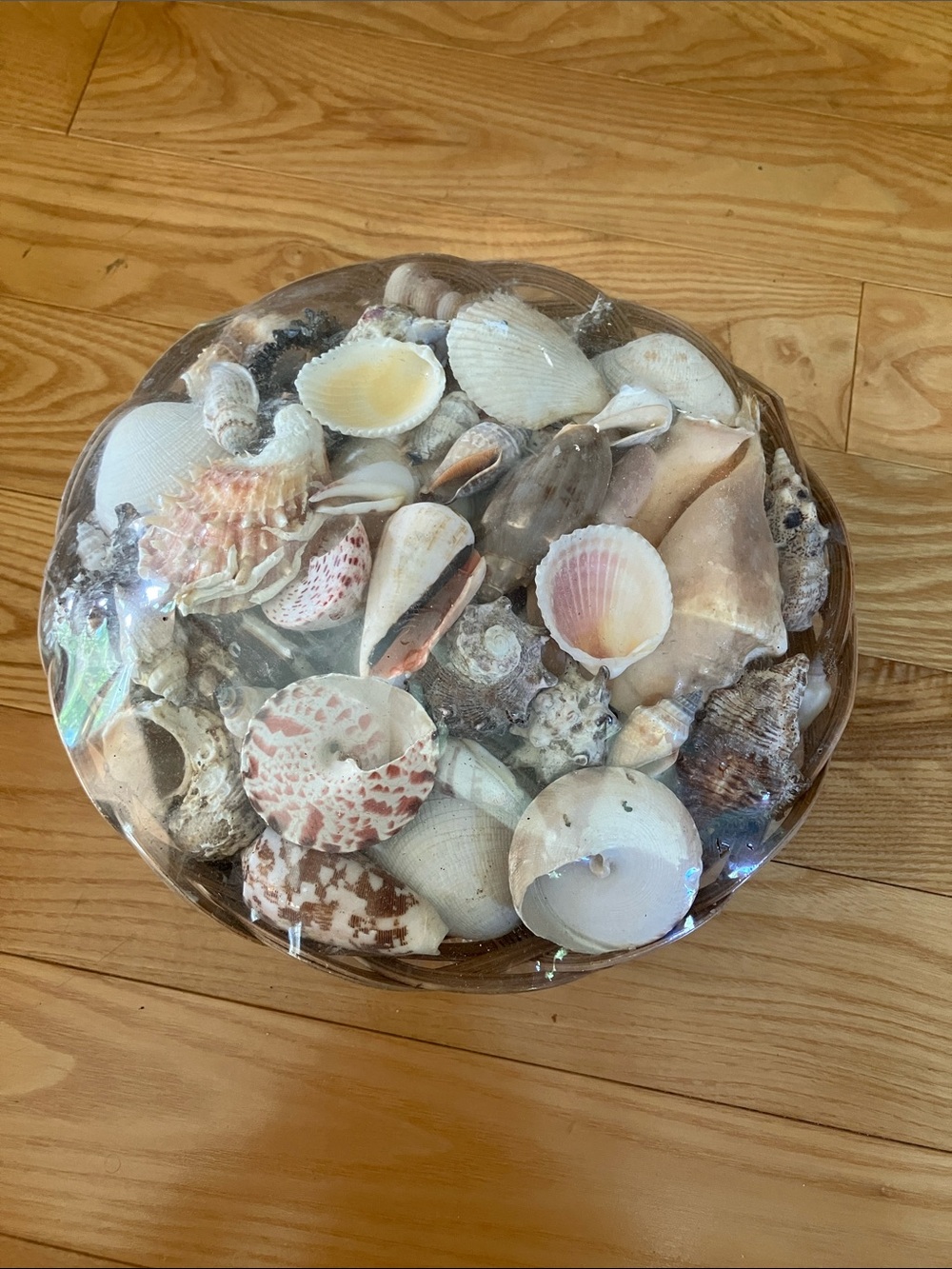 New in wrapper: Assorted Natural Sea Shell Decor Bowl - Neutral Tones